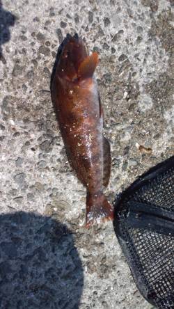 垂水漁港で投げ釣り、25cmのアブラメＧＥ…