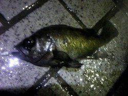 洲本 雨の中のメバリングでガシラ&メバル