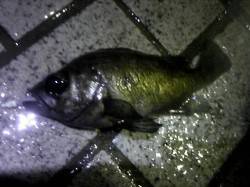 洲本 雨の中のメバリングでガシラ＆メバル