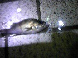 洲本 雨の中のメバリングでガシラ&メバル