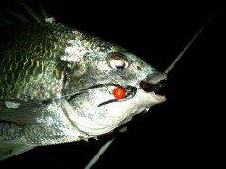 【浜寺運河】ボンボンでチヌ!