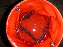 夜の兵突大タコ物語！