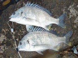 今日（１２日）の『芦屋年金クラブ』