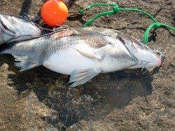 【連日チヌ好調】芦屋のチヌ情報