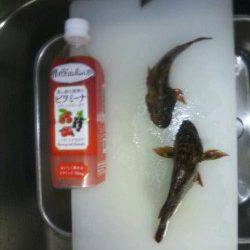 神戸空港 メバリングでガシラ3匹☆