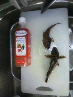 神戸空港 メバリングでガシラ3匹☆