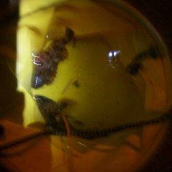 神戸空港 メバリングでガシラ3匹☆