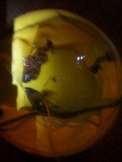 神戸空港 メバリングでガシラ3匹☆