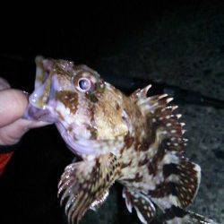 旭 メバリングでガシラ＆チヌ☆女性アングラーの釣果