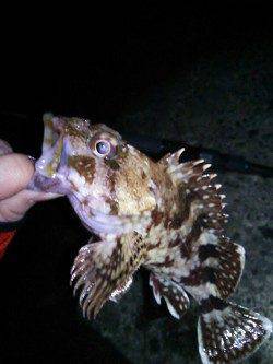 旭 メバリングでガシラ＆チヌ☆女性アングラーの釣果