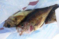 食コン★ハネ爆釣！キビレも