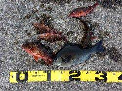 みなべエリア、地磯でコッパグレとガシラの釣果