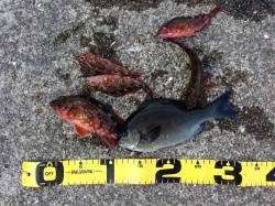 みなべエリア、地磯でコッパグレとガシラの釣…