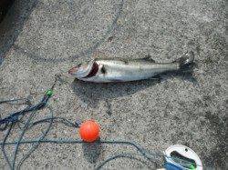 エビ撒きでハネGETしましょう!泉大津RT