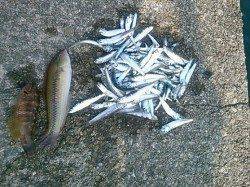 今日【１４日】も田ノ浦が熱いんです♪