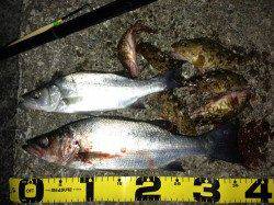 田辺港 フカセ釣りでヒラセイゴ＆ガシラ☆