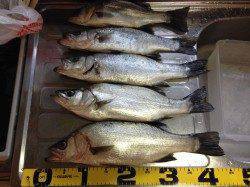 堺・一本松漁港でのフカセ釣り、45cmまでのヒラセイゴが５本