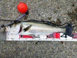 食コンりある　ハネ良かった☆