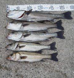 【エビ撒き】芦屋のハネ情報