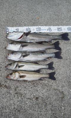 【エビ撒き】芦屋のハネ情報