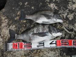 【良型チヌ！ハネ！釣れてます♪】南芦屋浜