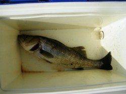 ポカポカいいお天気です♪ 泉大津RT18日朝