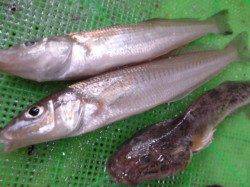 須磨海岸のカレイ、キス