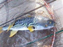 前日は3キロも!春のデカアオリ!