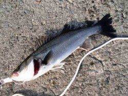 旧水でもハネが！泉大津RT。夕方