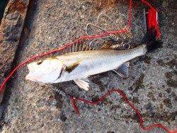 風裏ポイントで!泉大津RT!夕方