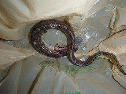 夜の兵突のガシラとベストカップル！