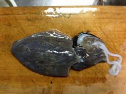 新宮港でエギング、短時間でしかっりコウイカ…