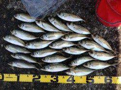 串本でのナイトアジング、底から表層まで探り何とか２４匹get