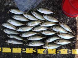 串本でのナイトアジング、底から表層まで探り…