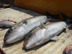 由良釣堀海人に行ってきました。