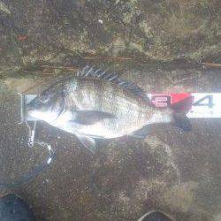 【雨の中でもチヌ釣れました！】南芦屋浜