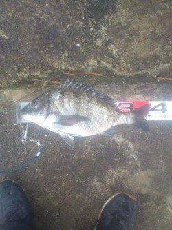 【雨の中でもチヌ釣れました！】南芦屋浜