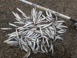 田ノ浦で豆アジ登場！ＧＷが楽しみです♪