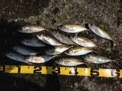 串本港 常夜灯回りのアジングでアジ14匹