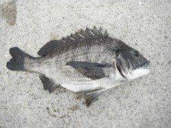 【コーンにコーン反応♪】丸島防波堤ＲＴ