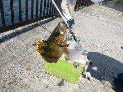 【カゴ天でメバル爆釣！】アジュール舞子ＲＴ