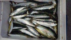 お子様イワシアジの釣果、大漁ですb