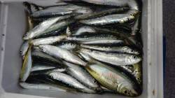 お子様イワシアジの釣果、大漁ですb