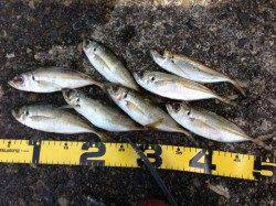 浦神湾でのナイトアジング、２０㎝前後のアジ８匹