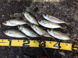 浦神湾でのナイトアジング、２０㎝前後のアジ…