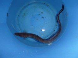 夜の兵突良型ガシラ!