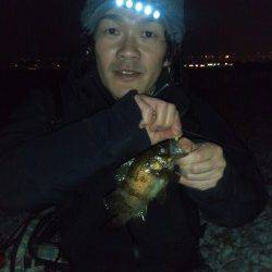 りんくうメバリング釣行♪二時間で9尾♪