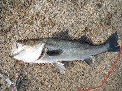 【エビ撒き良いぞ】鳴尾浜RT(26日)