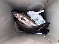 なぎさ公園でも好調！泉大津RT！夕方