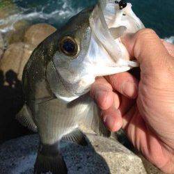 日置川河口 アジングにヒラセイゴ40cmがヒット！